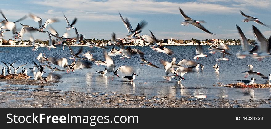 Black skimmers during February in Florida