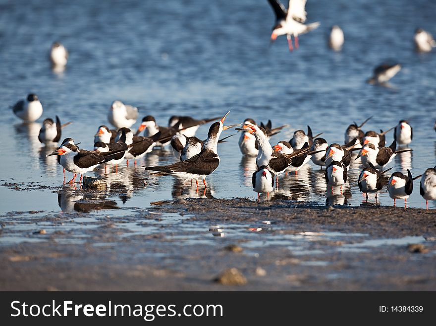 Black skimmers during February in Florida