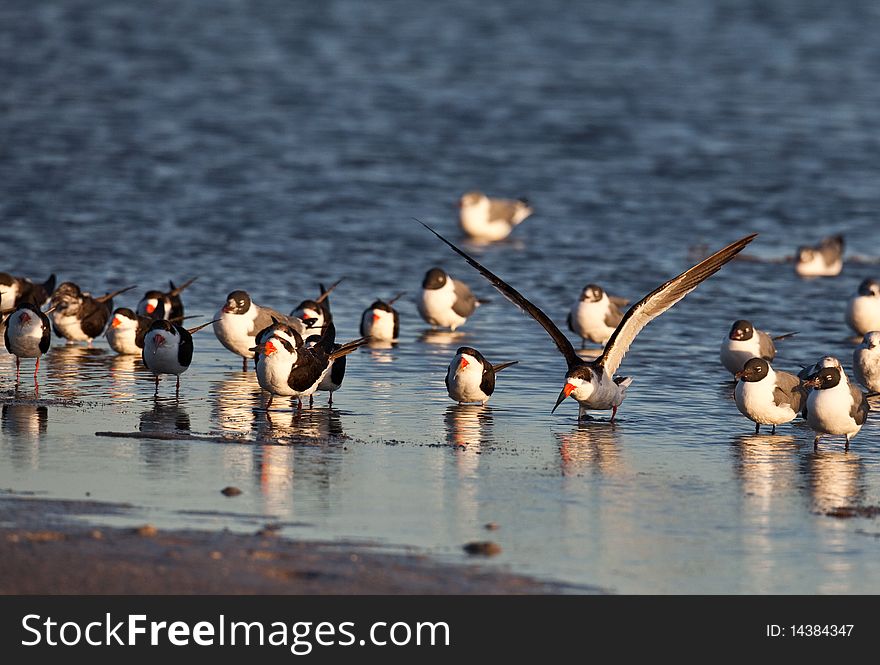 Black skimmers during February in Florida