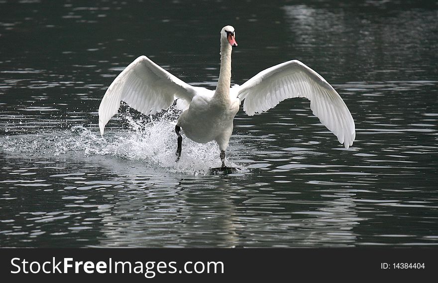 A mute swan on the clear water of river Adda. A mute swan on the clear water of river Adda