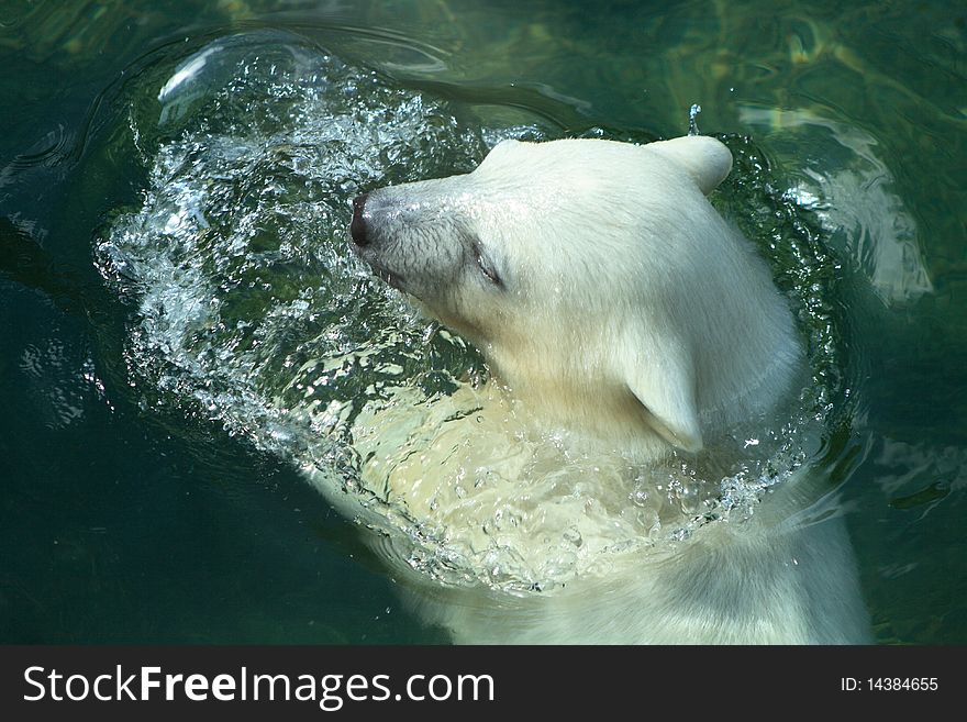 Closeup of beautiful young polar bear bathing in the water. Closeup of beautiful young polar bear bathing in the water