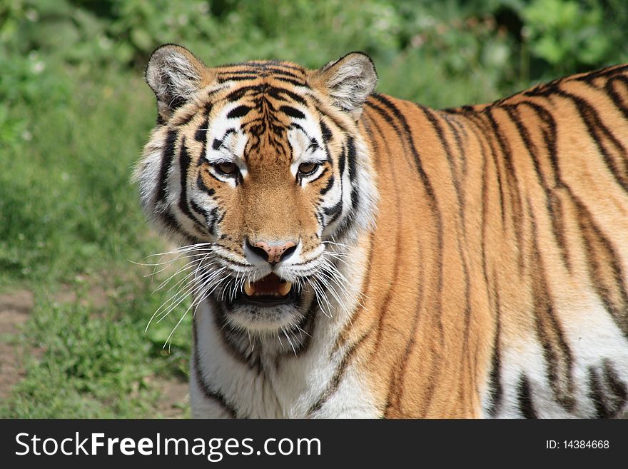 Closeup of beautiful Siberian tiger on background with green grass