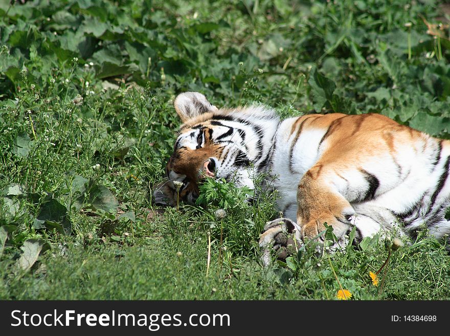 Closeup of beautiful Siberian tiger lying on green grass. Closeup of beautiful Siberian tiger lying on green grass