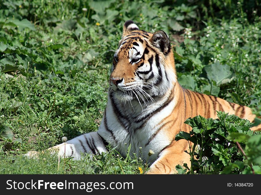 Tiger On Grass