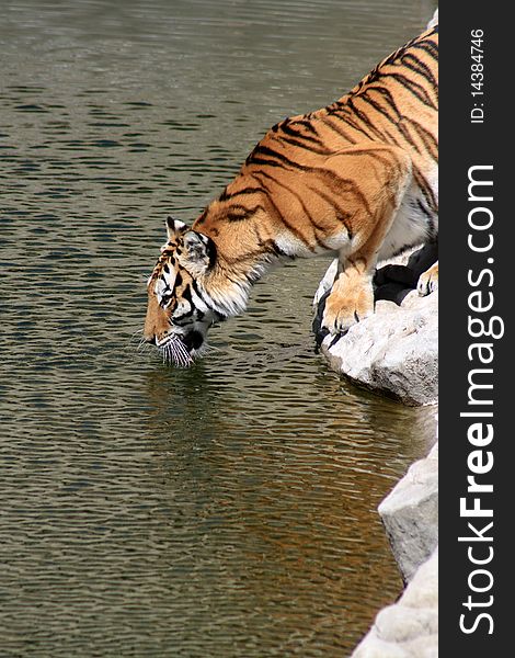 Siberian tiger taking a drink on the river bank. Vertical image. Siberian tiger taking a drink on the river bank. Vertical image