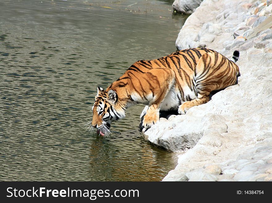 Siberian tiger taking a drink on the river bank. Horizontal image. Siberian tiger taking a drink on the river bank. Horizontal image
