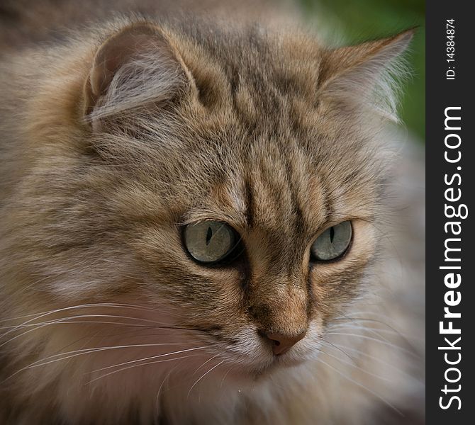 This telephoto shot of a tabby cat was taken using natural sunlight. This telephoto shot of a tabby cat was taken using natural sunlight.