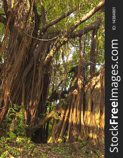 The old banyan in spring sunlight