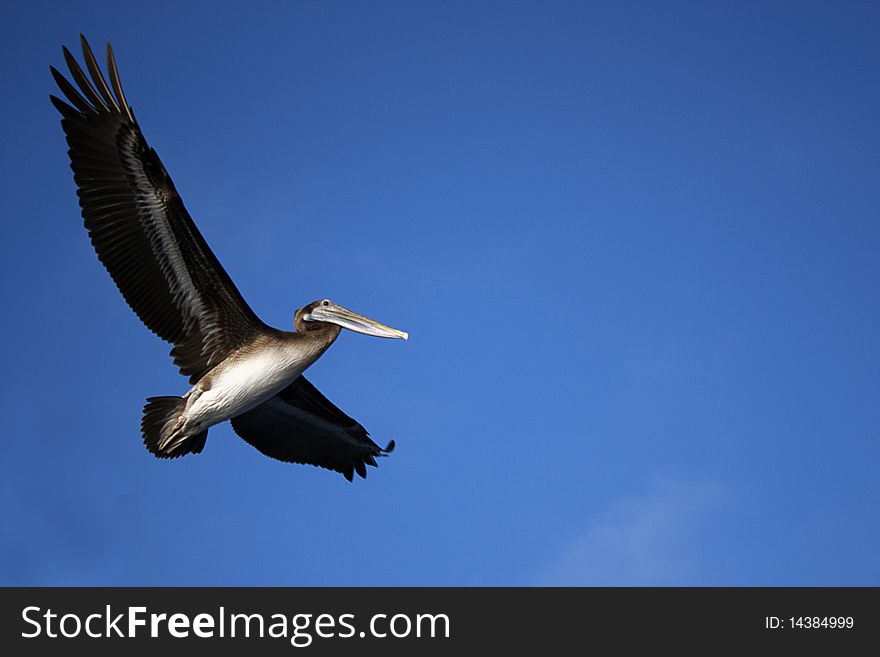 Pelican flying against a blue sky