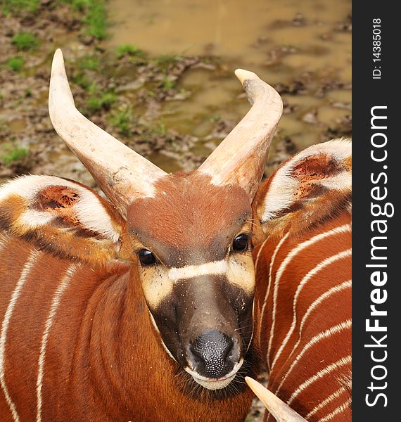 The eastern or mountain bongo is only found in the wild in one remote region of central Kenya. Is classified by the IUCN Antelope Specialist Group as Critically Endangered with more specimens in captivity than in the wild. The eastern or mountain bongo is only found in the wild in one remote region of central Kenya. Is classified by the IUCN Antelope Specialist Group as Critically Endangered with more specimens in captivity than in the wild.