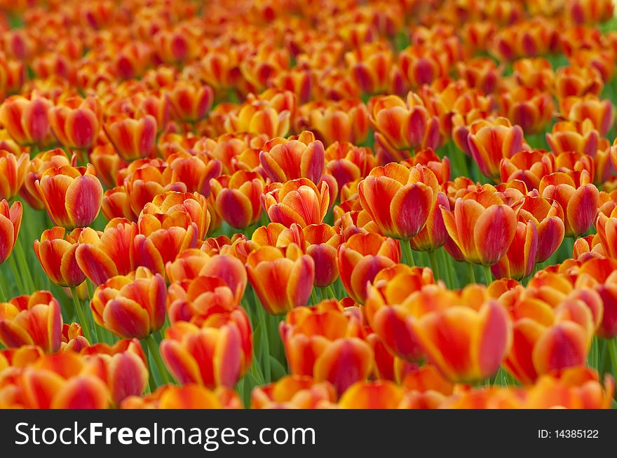 Yellow and orange vivid tulips. Yellow and orange vivid tulips