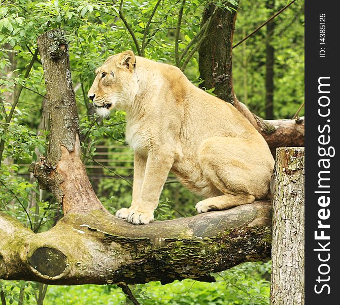 Female Lioness sitting on the brach in the zoo. Female Lioness sitting on the brach in the zoo