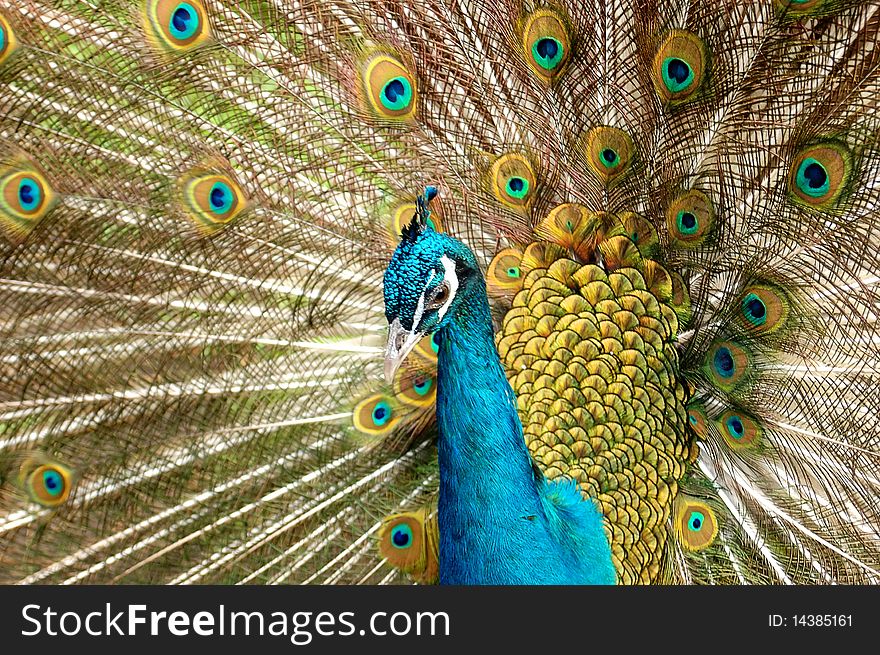 Colourful bird a peacock close up