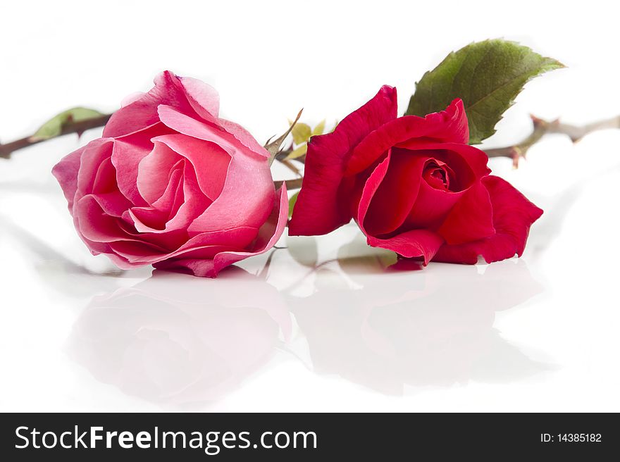 Two beautiful roses on white background with soft reflection