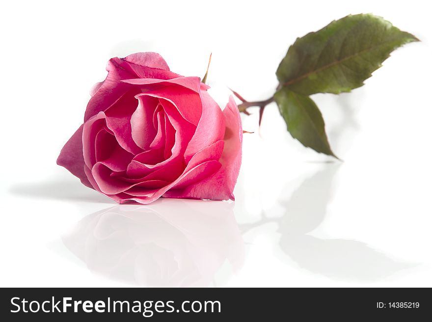 A beautiful rose on white background with soft reflection
