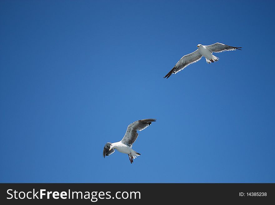 Two seagulls against a blue sky