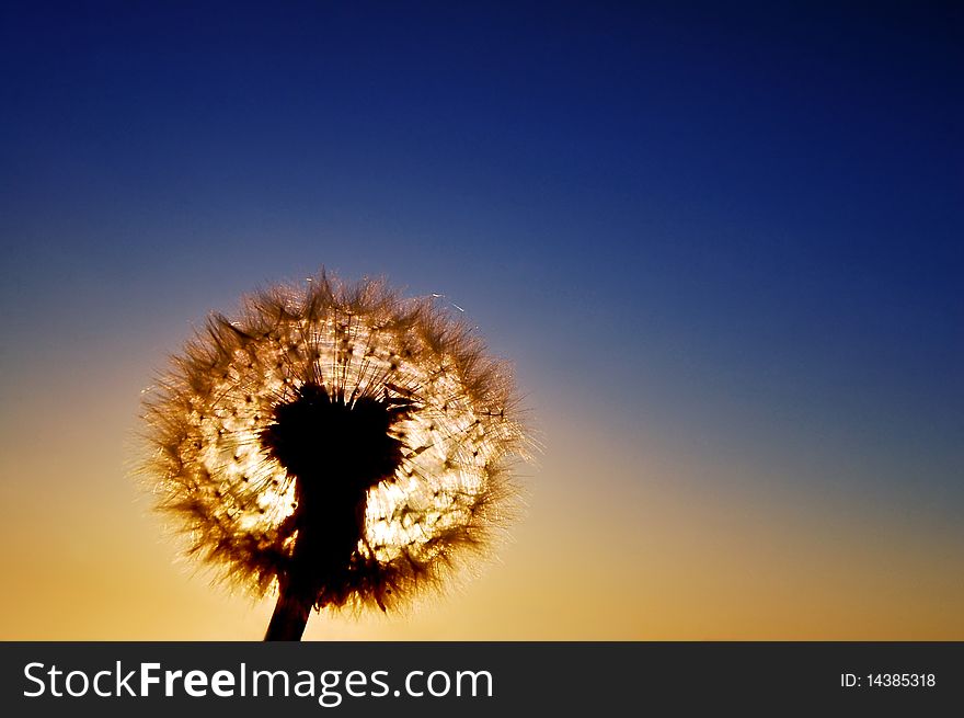 Dandelion in the sun