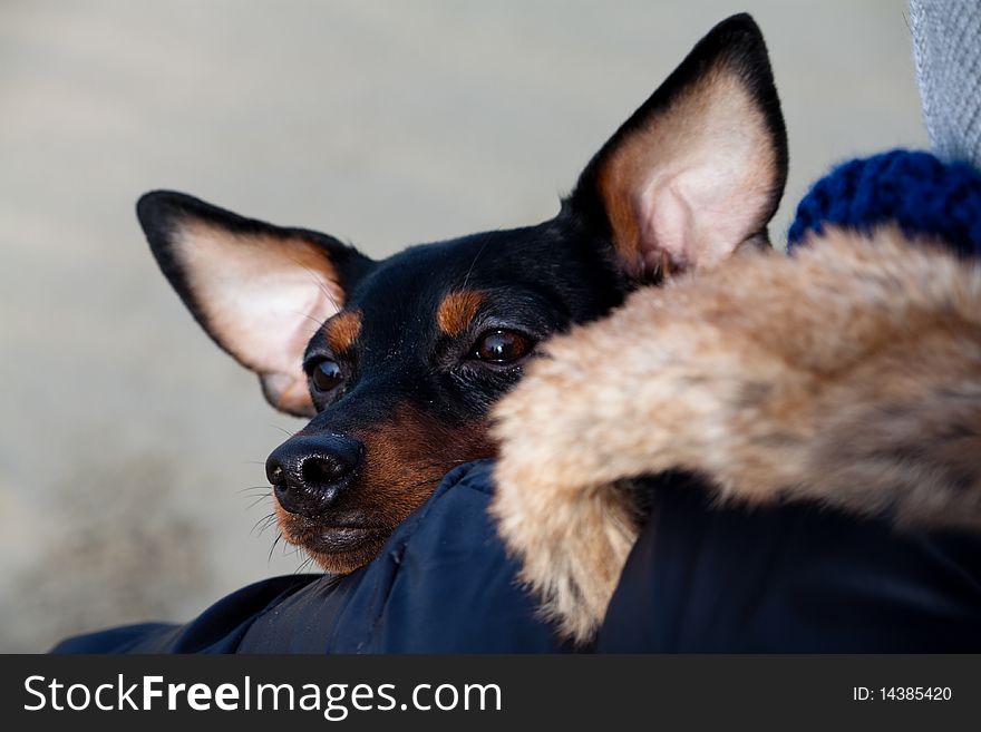 An image of Miniature Pinscher dog