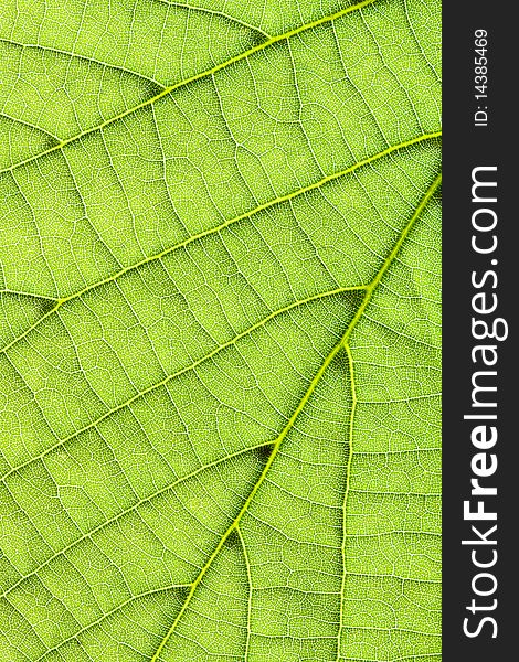 Closeup on fresh, green leaf in vertical frame. Closeup on fresh, green leaf in vertical frame