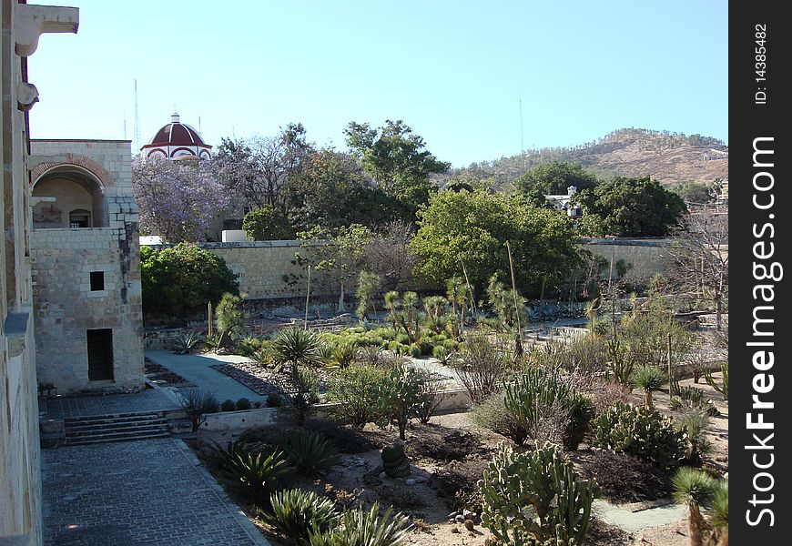 Cactus garden at Santo Domingo Convent (abbey) located in Oaxaca, Mexico