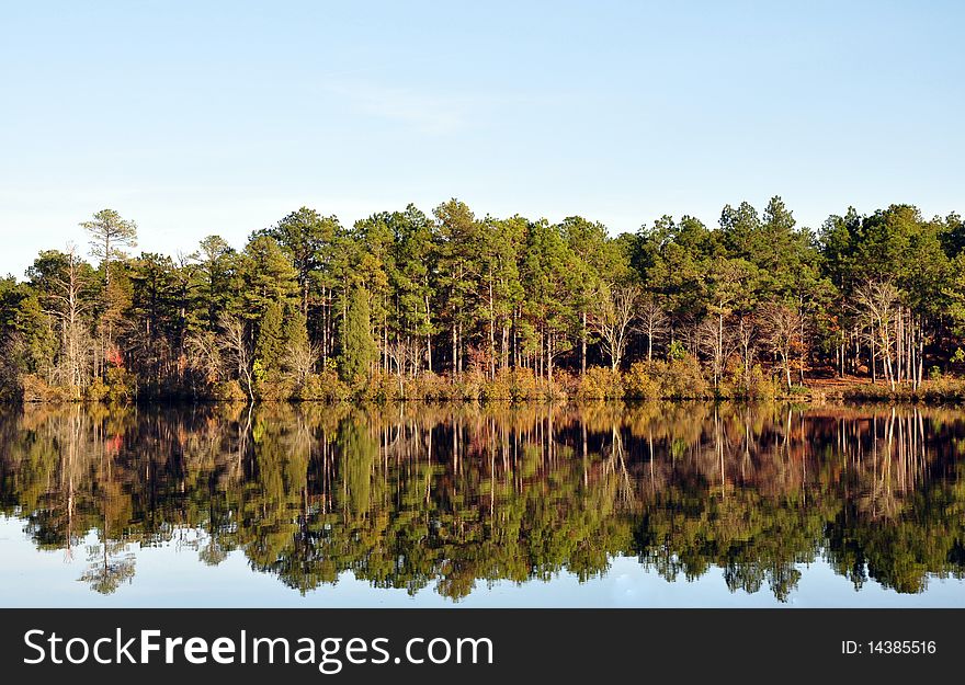 Pine trees reflectng in a calm lake. Pine trees reflectng in a calm lake
