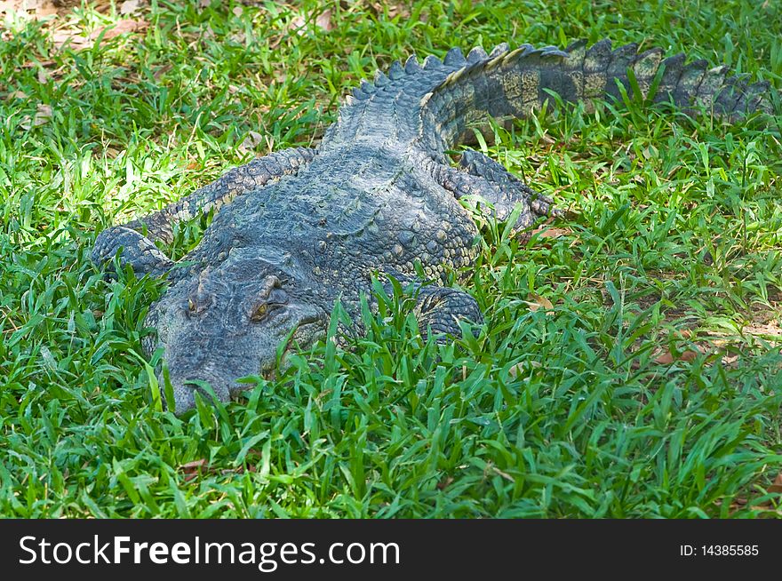 Close up crocodile sleeping in lawn