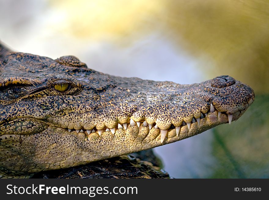 Crocodile