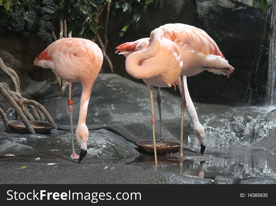 Three flamingos drinking by a stream. Three flamingos drinking by a stream