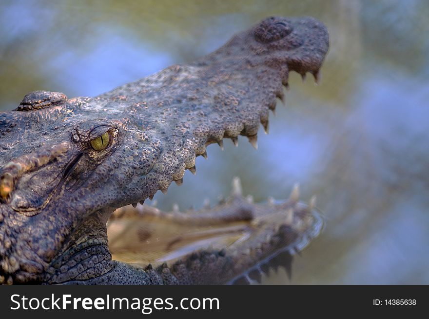 Close up detail of a crocodile head