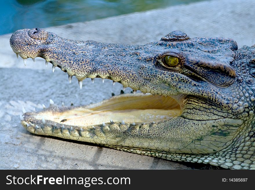 Close up detail of a crocodile head