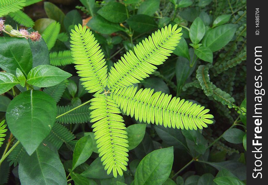 Four green fern leaves, green plants. Four green fern leaves, green plants