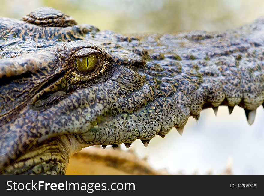 A closeup of a crocodile's eye. A closeup of a crocodile's eye