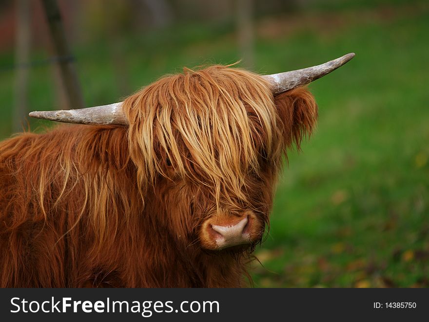 A Highland Calf stands in a green pasture. A Highland Calf stands in a green pasture