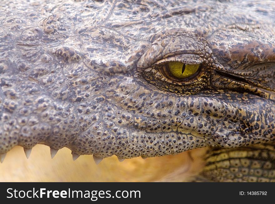 A closeup of a crocodile's eye. A closeup of a crocodile's eye