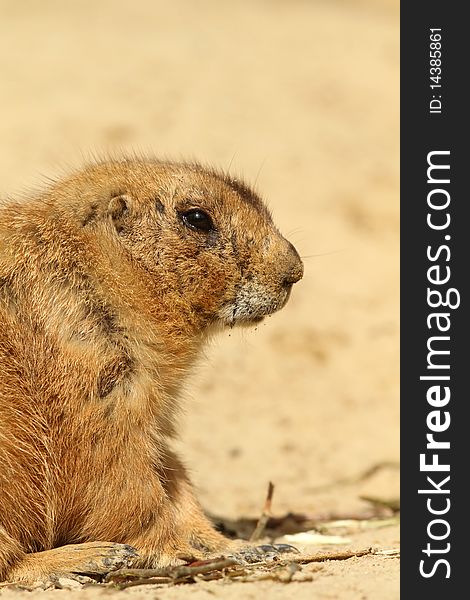 Animals: Portrait of a prairie dog standing on a twig