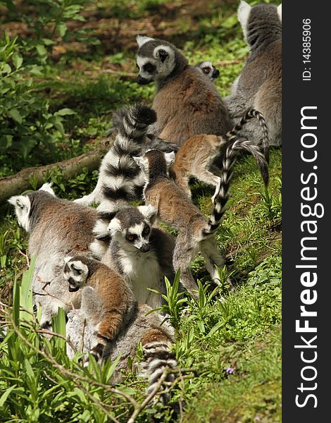 Family of ring-tailed lemur in the grass