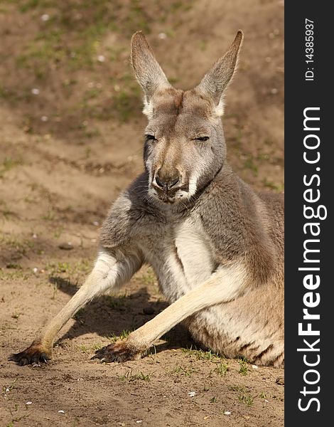 Animals: Grey kangaroo laying on the ground