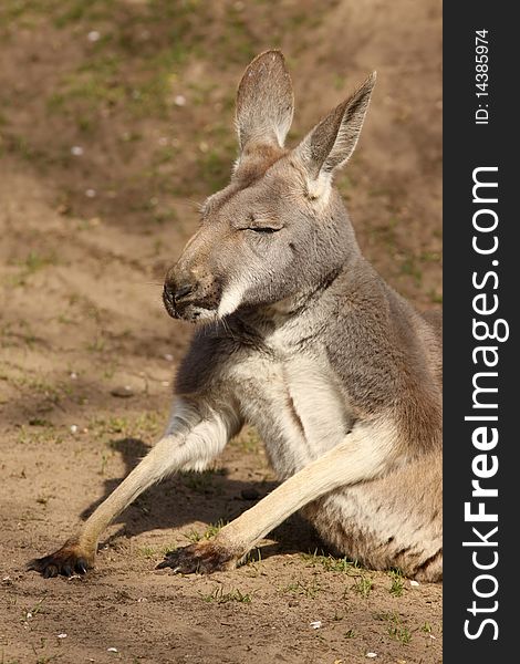 Animals: Kangaroo sitting on the ground and looking to the left