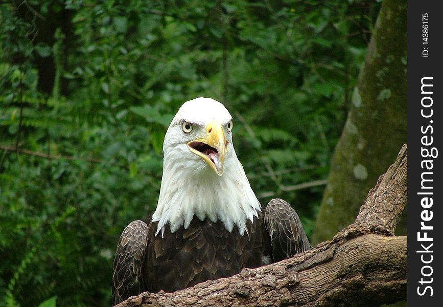 Wondefull american eagle in detail at the lowry park zoo in tampa, florida