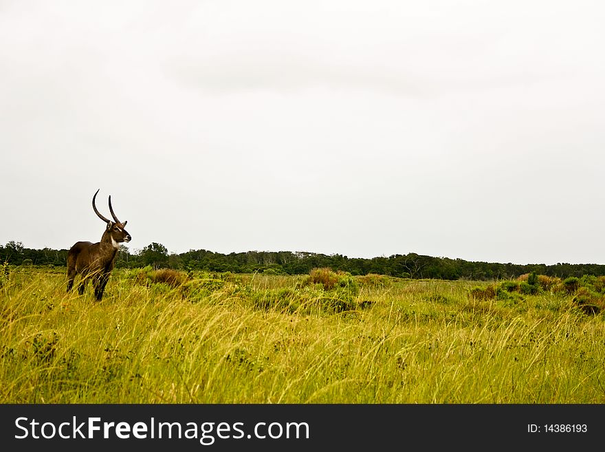 Waterbuck looking out on the Afrian plains