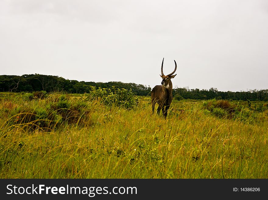 Waterbuck looking over its shoulder out on the african plains