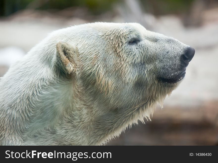 Beautiful Majestic White Polar Bear Profile Image. Beautiful Majestic White Polar Bear Profile Image.