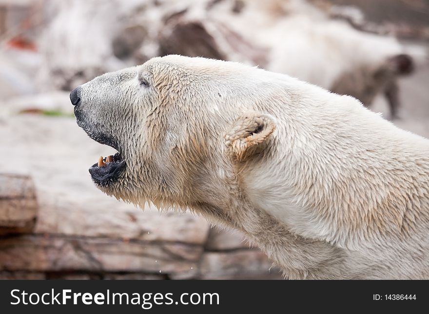 Beautiful Majestic White Polar Bear Profile Image. Beautiful Majestic White Polar Bear Profile Image.