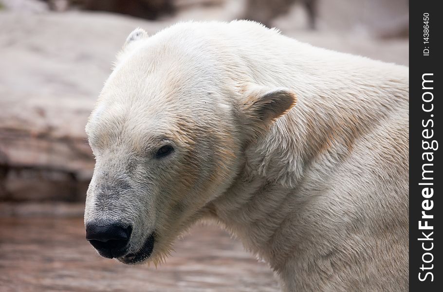 Majestic Polar Bear Profile