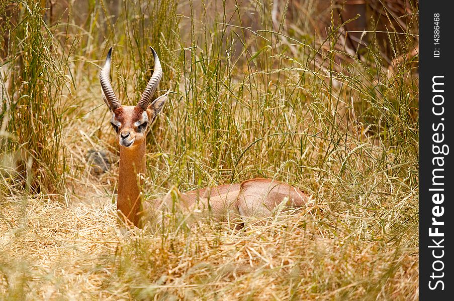 Beautiful Gazelle Resting in the Tall Grass. Beautiful Gazelle Resting in the Tall Grass.