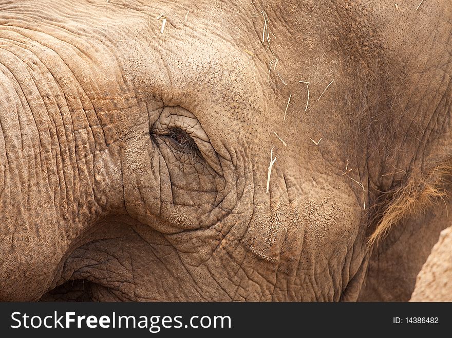 Majestic Elephant Eye Close-Up
