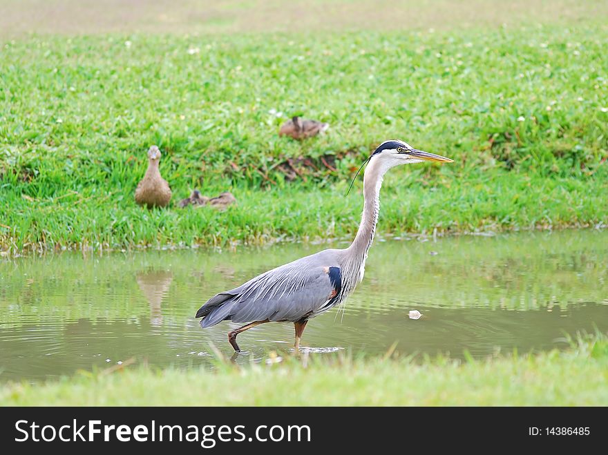 Great Blue Heron Hunting in Marsh