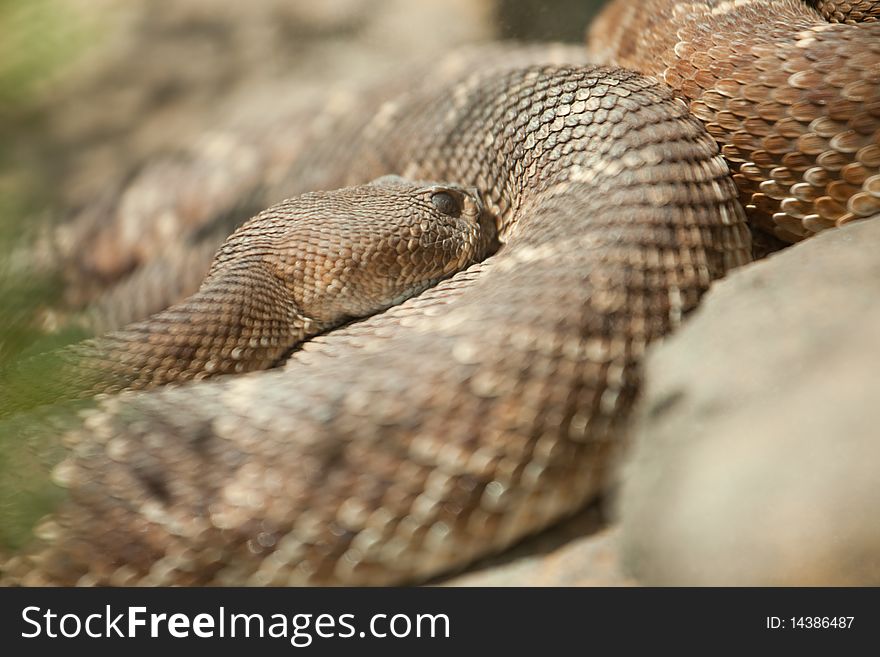 Western Diamondback Rattlesnake Resting in the Warm Sun. Western Diamondback Rattlesnake Resting in the Warm Sun.