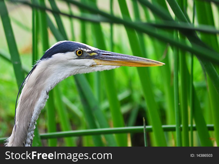 Facial Details Of Great Blue Heron