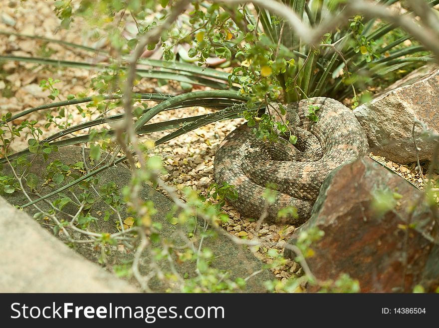 Western Diamondback Rattlesnake Resting in the Warm Sun. Western Diamondback Rattlesnake Resting in the Warm Sun.